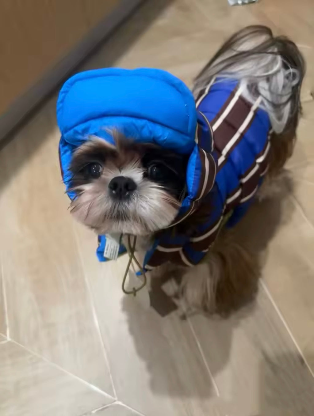 Warmer Baumwollmantel für kleine & mittlere Hunde 🐶